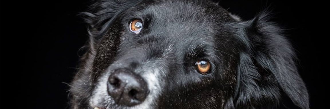 Scruffy - Pets As Therapy banner