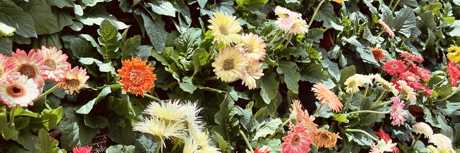 ⟡ Zatiii ⟡ banner