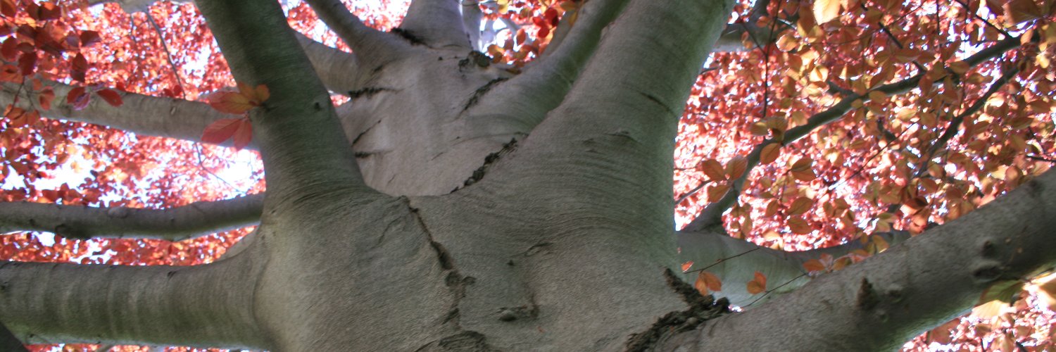 BrandonNappi's profile banner image