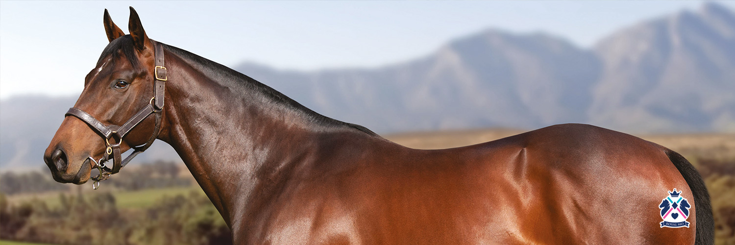 RoyalMoStallion's profile banner image