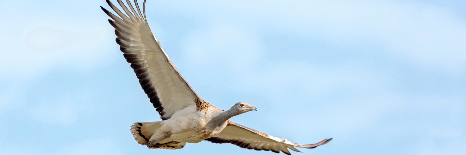 Great Bustard Group banner