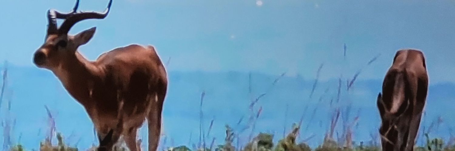 daseybabu's profile banner image