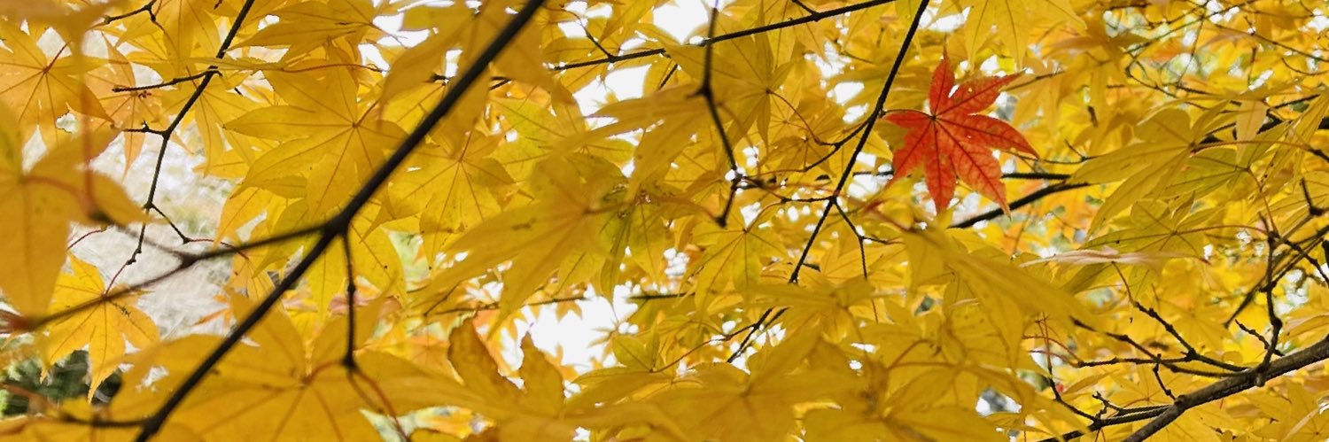 DiChan333's profile banner image