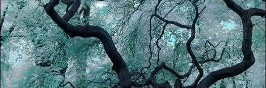 Maxwells__Demon's profile banner image