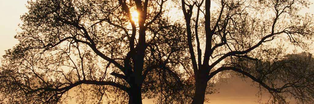 Pamirom's profile banner image
