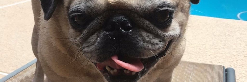 Thelma The Pug banner