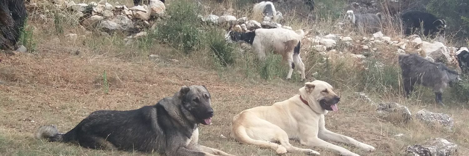 Yörük Reis🇹🇷🇹🇷🇹🇷 banner