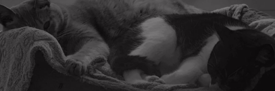 patripatri92's profile banner image
