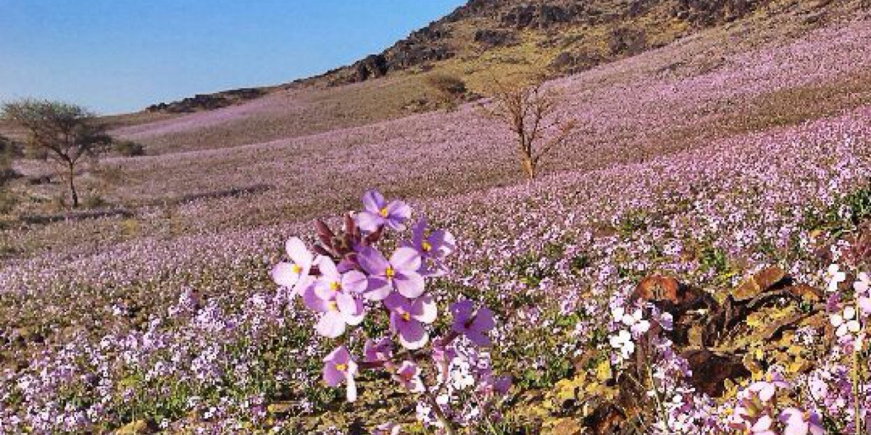 مخاوي الشيبان banner