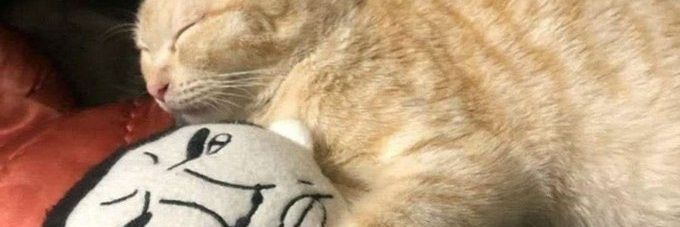 muffin_soup's profile banner image