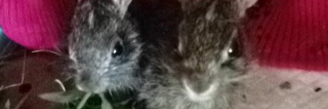 schreckhart75's profile banner image