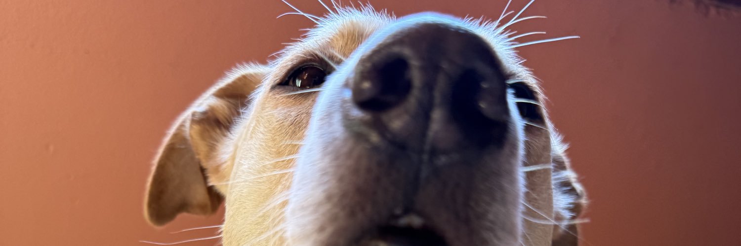AntonellaCapde's profile banner image