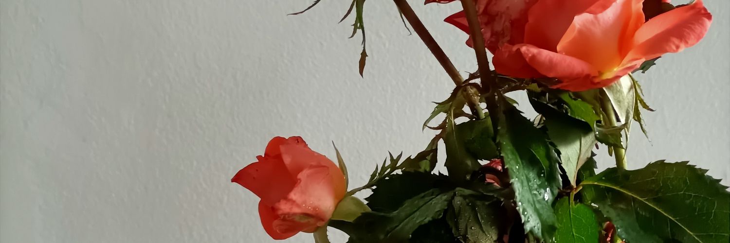 CharliePerz13's profile banner image