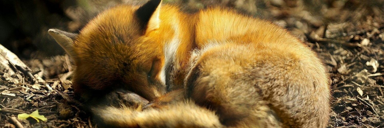 LittlestFoxy's profile banner image