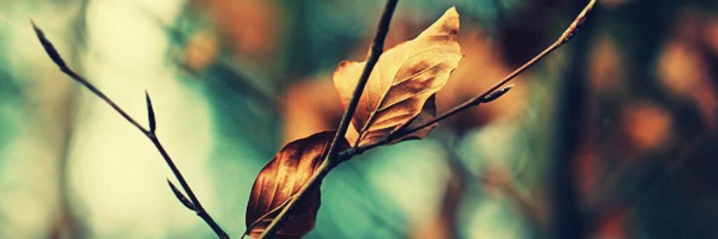 vero_chau's profile banner image