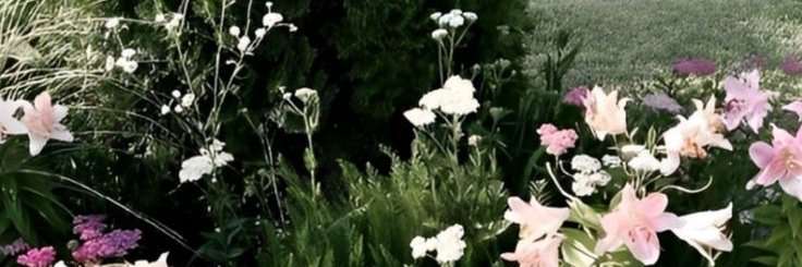 seIeneity's profile banner image
