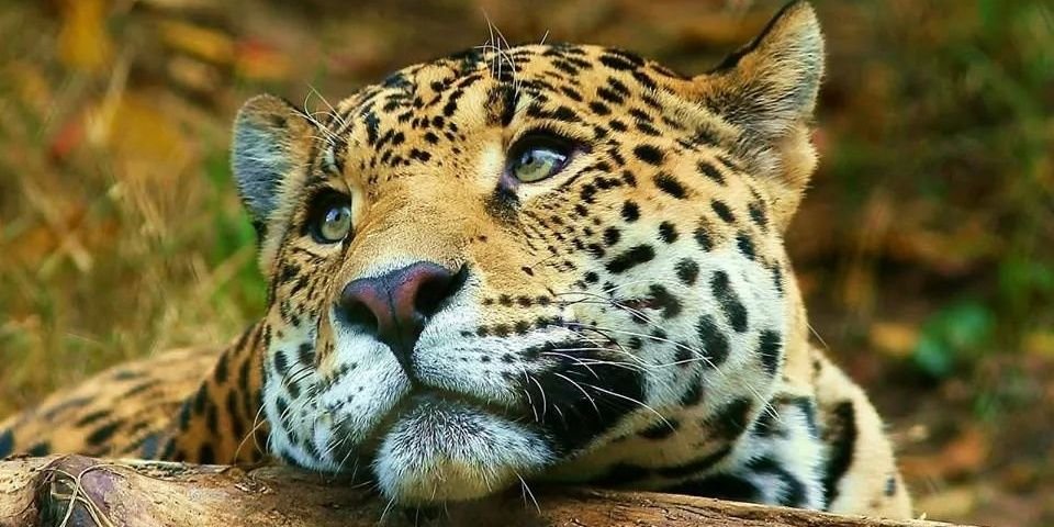 LucinaSerra's profile banner image