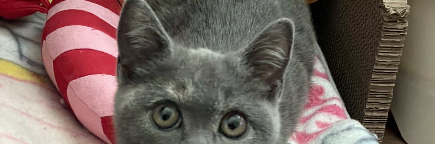 もんちゃん a.k.a きつね banner