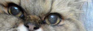 babaringo's profile banner image