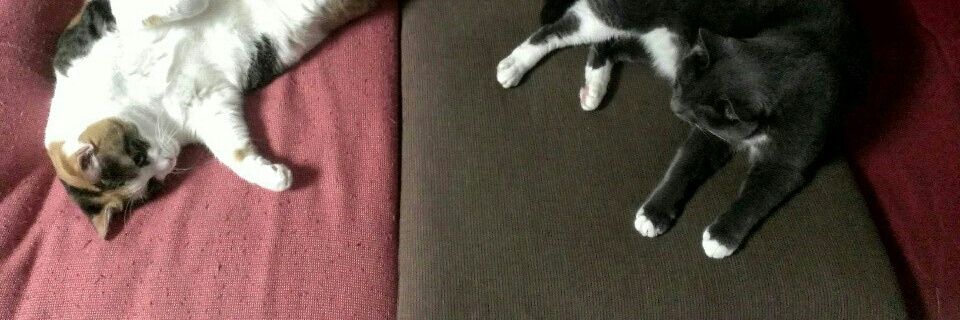 メメント・モリ banner