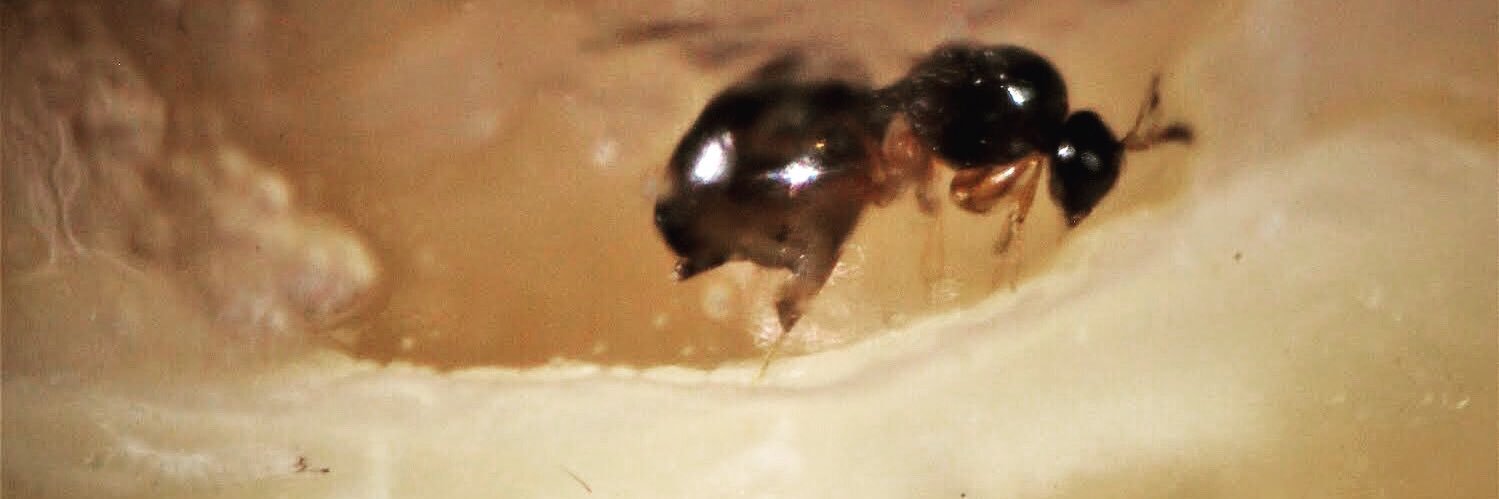 Dra. Kirsten Isabel Verster 🪰🧬🦠 banner