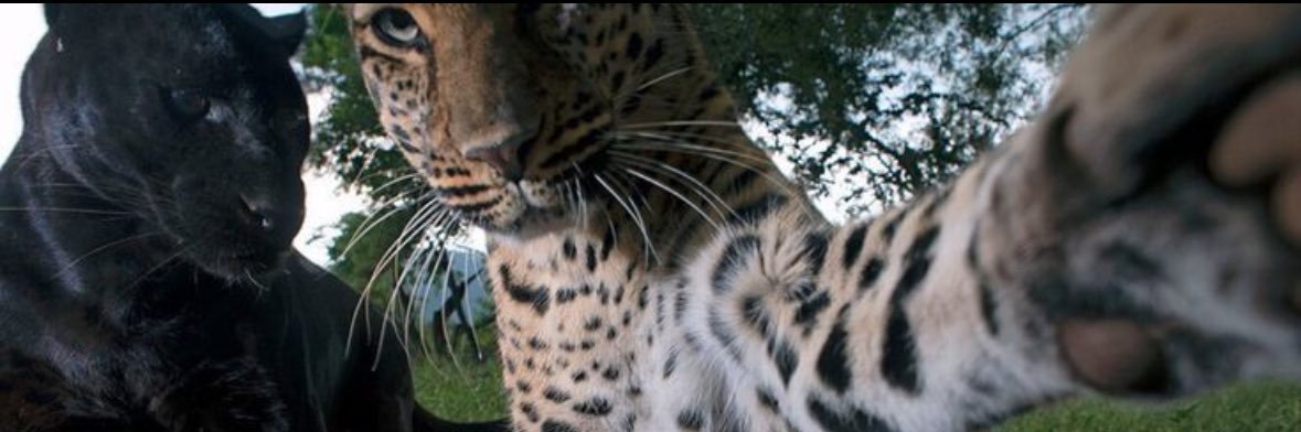 arll_5's profile banner image