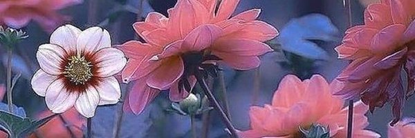 Sabri_book Profile Banner