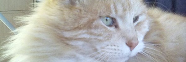 SissyVonHissy Profile Banner