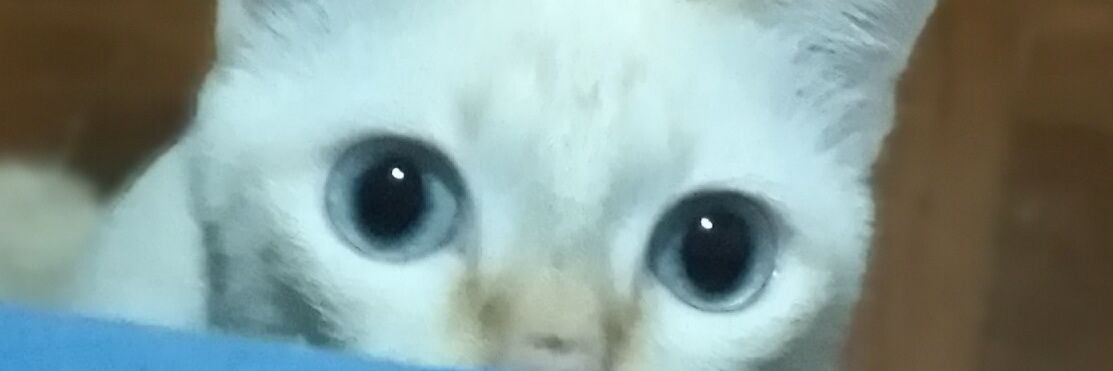 kookookku's profile banner image