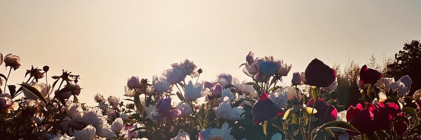 vsgrp's profile banner image
