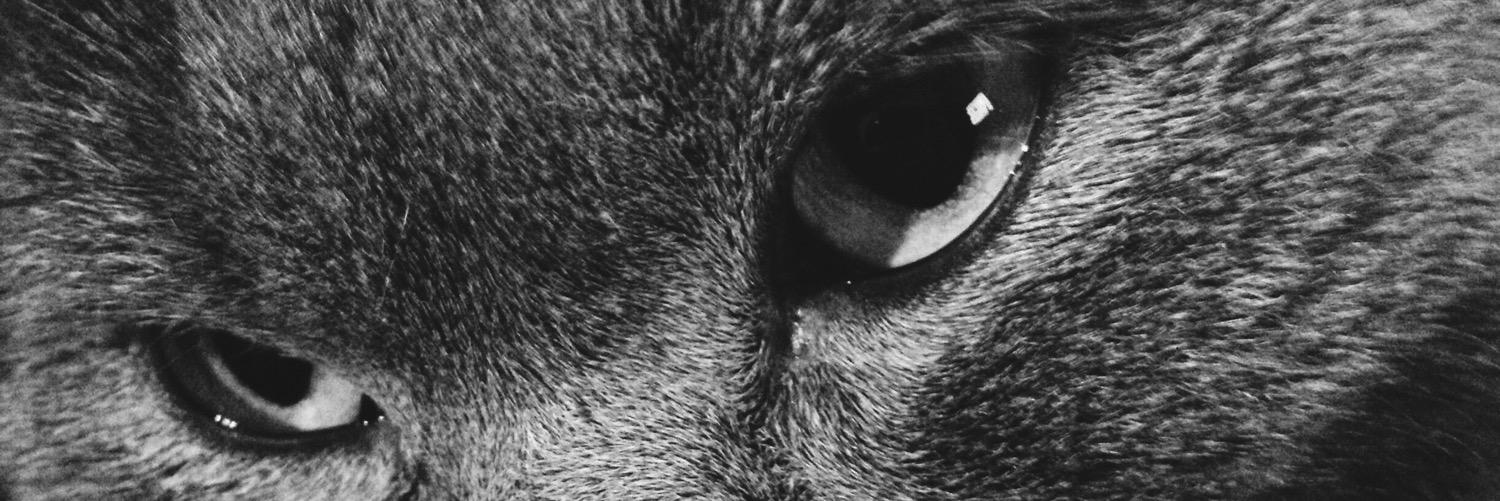 Roma_Captain's profile banner image