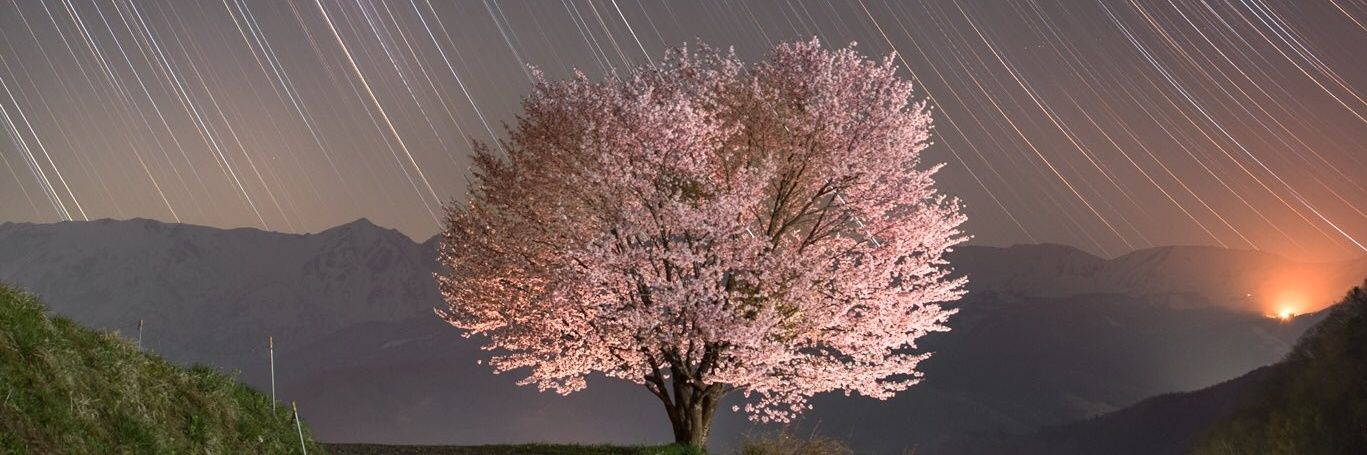 紅葉(もみじ) banner