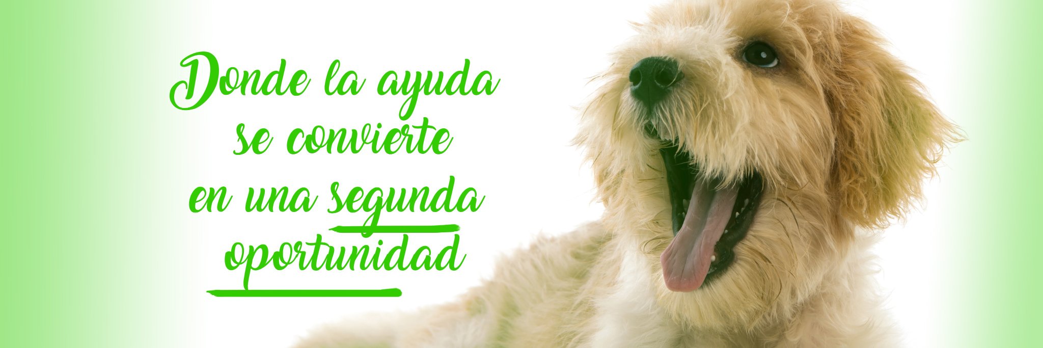 Apasos Vitoria banner