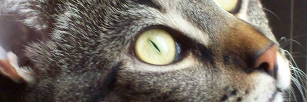 NancyLea88 Profile Banner