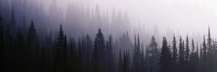 NaiveFox's profile banner image