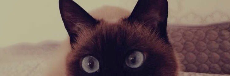 mmmabellle's profile banner image