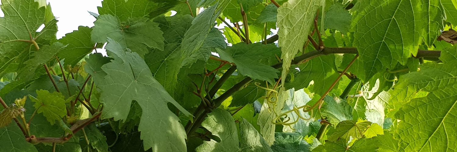 Géant Jaune banner