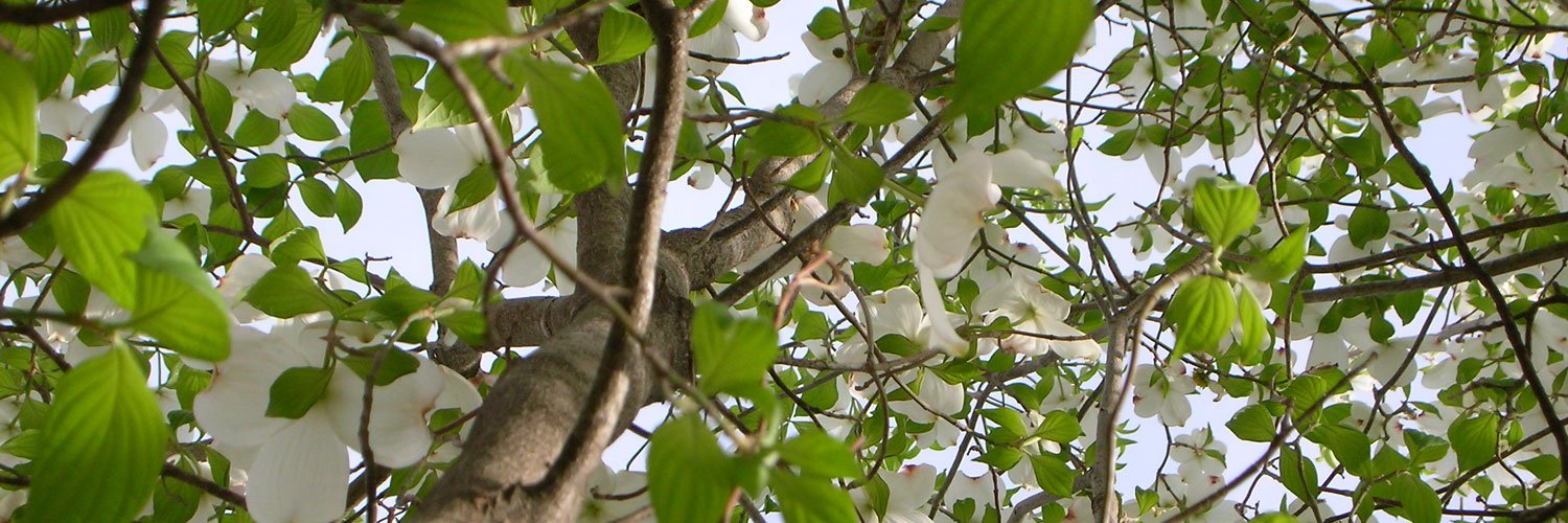 PalestineTXEDC banner