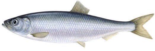 Christine Absil banner