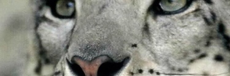 onleopard's profile banner image