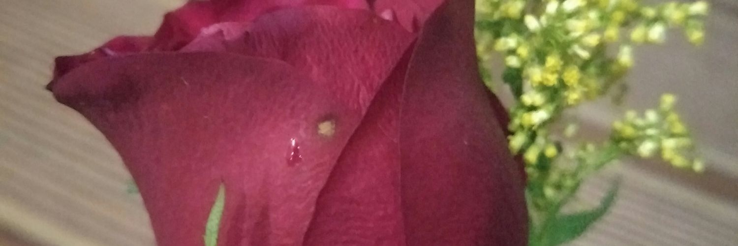 sunieta's profile banner image