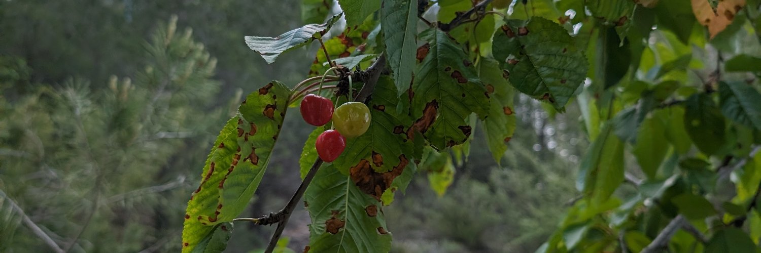 Jordi Rosell ([email protected])'s banner