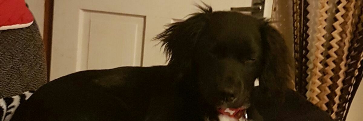 davfoz local sport banner