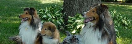 dogtrainingny's profile banner image