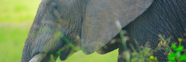 Jeremiahmutu10 Profile Banner