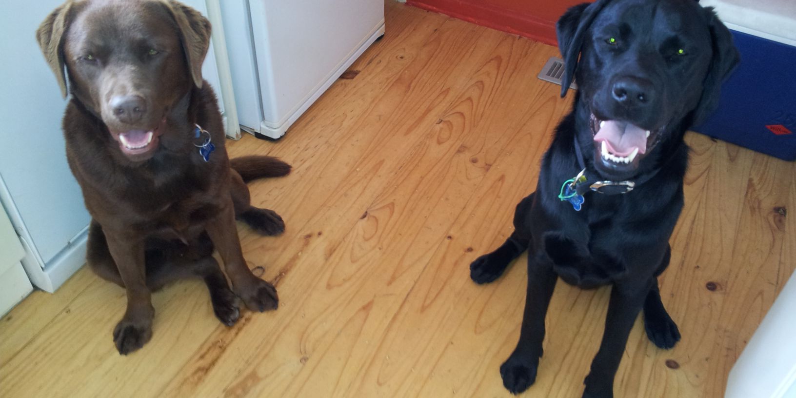 TwoDogHowl's profile banner image