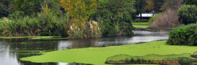 Simin Younesi banner