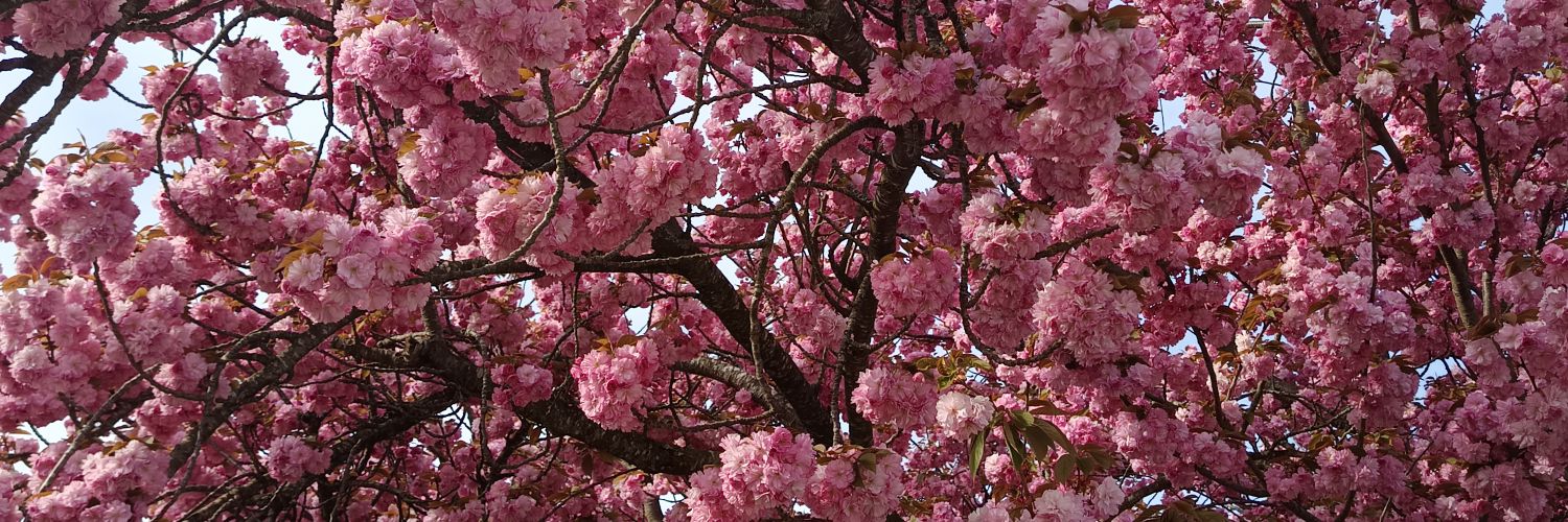 Julie 🌷 banner