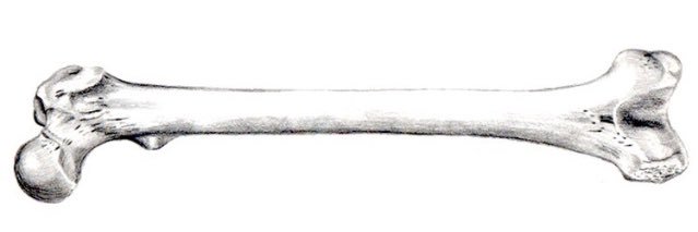 mcforensicart's profile banner image