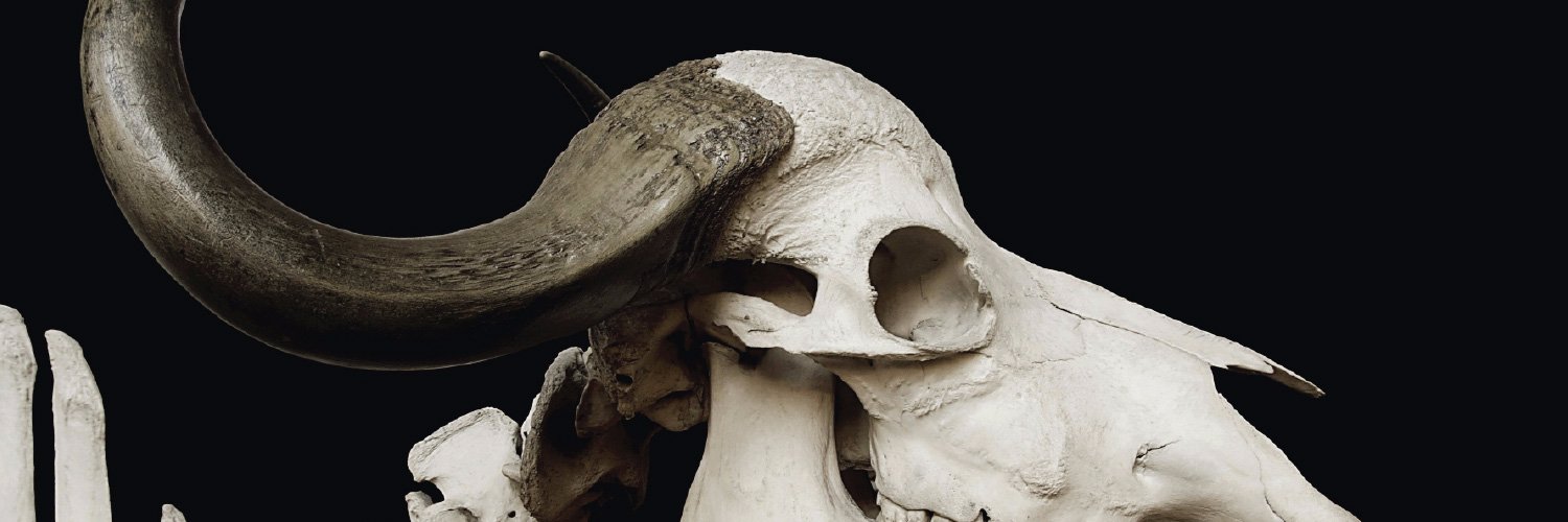 Roadkill Skeletons banner